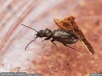 MJH_Syntomus sp beetle_OM1-9014_Keep080324 v1