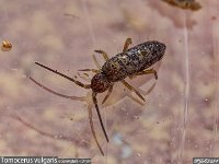 MJH_Tomocerus_vulgarisI_OM1-9014_Keep080224 v1