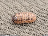 MJH_woodlouse v1