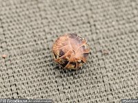 MJH_woodlouse_curl v1