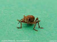 MJH_Acorn-weevil_OM1-MZ90mm-V350-Cygnustech-diffuser_Mest310424v1