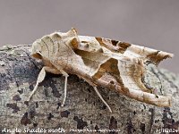 MJH_Angle-Shade_OM1-MZ60mm-nl_TChest080524_Nik v1