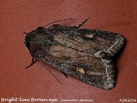 MJH_Bright-line-Brown-eye_OM1-mz60mm-nl-30st_TMest290524 v1