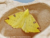 MJH_Brimstone_OM1-mz90mm-LED-11st_TBGKeep270524 v1