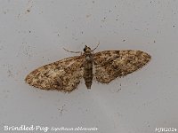 MJH_Brindled-Pug_OM1-MZ90mm-nl_TMest020524 v1