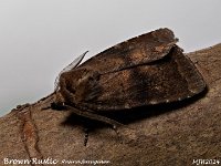 MJH_Brown-Rustic_OM!-mz60mm-nl-25st_TMest290524 v1