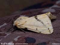 MJH_Buff-Ermine_OM1-mz60mm-nl-35st_TMest300524 v1