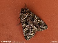 MJH_Campion_OM1-mz60-nl-11st_TBGKeep170524 v1