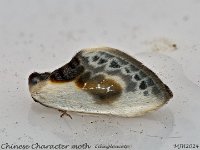 MJH_Chinese-Character_OM1-MZ60mm-nl-15stk_TBGKeep100524 v1