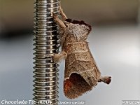 MJH_Chocolate-Tip_OM1-mz60mm-nl-15stk_TMest140524_B v1