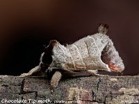 MJH_Chocolate-Tip_OM1-mz60mm-nl-35stk_TMest140524_A v1