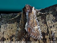 MJH_Cloud-bordered_Brindle_OM1-mz60mm-nl-15stk_TMest130524 v1