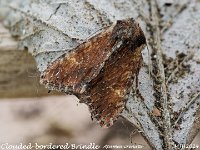 MJH_Clouded-bordered-Brindle_OM1-MZ60mm-nl_20stk_TBGKeep100524 v1