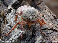 MJH_Cochafer-2_OM1-MZ60mm-nl-35stk_FGTKeep110524 v1