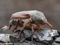 MJH_Cockchafer_OM1-MZ60mm-nl-35stk_FGTKeep110524 v1