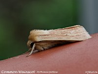 MJH_Common-Wainscot_OM1-mz60mm-nl-16st_TBGKeep240524 v1