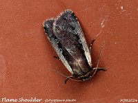 MJH_Flame-Shoulder_OM1-mz60mm-nl-20st_TMest200524 v1