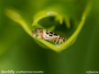 MJH_Graphopscocus-cruciatus_OM1-mz90mm-14TC-V350-Cygnus_FGKeep260524 v1