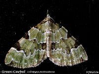 MJH_Green-Carpet_OM1-mz60mm-nl-15stk_TMest130524 v1