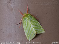 MJH_Green-Silver-Line_OM1-mz60mm-nl-18st_TMest300524 v1