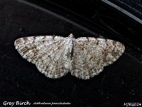 MJH_Grey-Birch_om1-mz60mm-nl-15st_TMest130524 v1