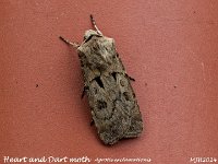 MJH_Heart-and-Dart_OM1-mz60mm-nl-12st_TBH240524 v1