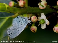 MJH_Holly-Blue_OM1-MZ40150-14TC_FGKeep060524 v1