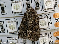 MJH_Knot-Grass_OM1-mz60mm-nl-15st_TMest140524 v1