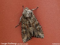 MJH_Large-Nutmeg_OM1-mz60mm-nl-12st_TBGKeep240524 v1