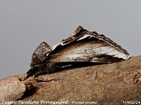 MJH_Lesser-Swallow-Prominent_OM1-mz60mm-nl-22st_TMest300524 v1