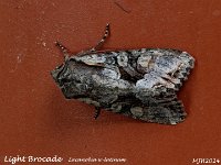 MJH_Light-Brocade_OM1-mz60mm-nl-20st_TMest200524 v1