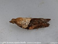 MJH_Light-Brown-Apple-Moth_OM1-mz60mm-nl-15st_TFGKeep180524 v1