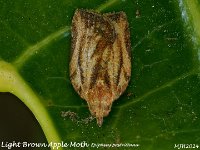 MJH_Light-Brown-Apple-moth_OM1-MZ60mm-nl-21stk_BGKeep050524 v1