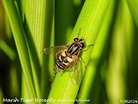 MJH_Marsh-Tiger-Hoverfly_)M!-MZ40-150_BGKeep060524 v1