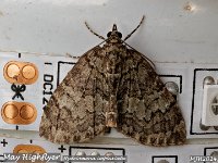 MJH_May-Highflyer_OM1-mz60mm-nl-15st_TMest130524a v1