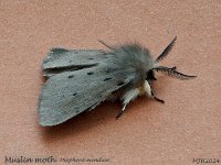MJH_Muslin-moth_OM!-MZ60mm-nl-35stk_FGTKeep030524 v1