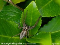 MJH_Nursery-Web-Spider_OM1-MZ40150-14TC_FGKeep060524 v1