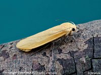 MJH_Orange-Footman_OM1-Z60mm-nl-15stk_TMest130524 v1