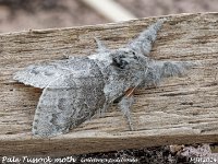 MJH_Pale-Tussock_OM1-MZ60mm-nl-12stk_TBGKeep100524 v1