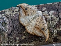 MJH_Pebble-Hook-tip_OM1-mz60mm-nl-13st_TMest140524 v1