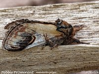 MJH_Pebble-Prominent_OM1-MZ60mm-nl-11stk_TBGKeep100524 v1