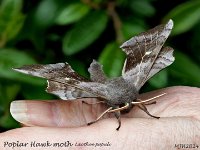 MJH_Poplar-Hawk-moth_OM1-MZ40-150-nl_FGTKeep030524_v1