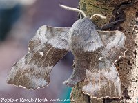 MJH_Poplar-Hawk-moth_OM1-MZ60mm-nl_TChest080524 v1