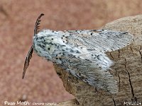 MJH_Puss-Moth2_OM1-mz60mm-nl-11st_TFGKeep180524  v1