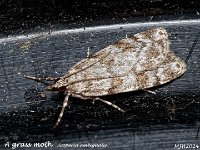 MJH_Scoparia-sp_OM1-mz60mm-nl-16st_TBGKeep240524 v1