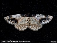 MJH_Scorched-Carpet_OM1-MZ60mm-nl-15stk_FGTKeep030524 v1