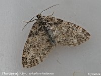 MJH_Seraphim_OM1_mz60mm-nl-15st_TMest140524 v1