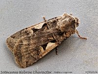 MJH_Setaceous-Hebrew-Character_OM1-mz60mm-nl-35st_TBGKeep270524 v1