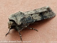 MJH_Shuttle-shaped-Dart_OM1-MZ60mm-nl-25st_TBGKeep020524