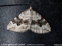 MJH_Silver-Ground-Carpet_OM1-mz60mm-nl-6st_TMest300524 v1